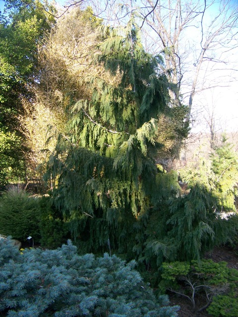 Weeping Nootka Falsecypress tree